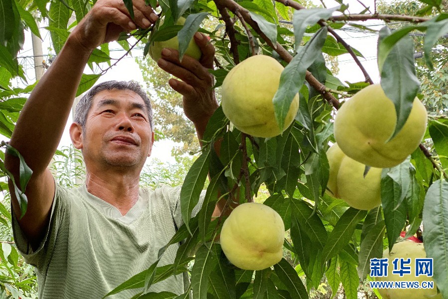 保定望都：瓜果喜丰收 果农笑开颜