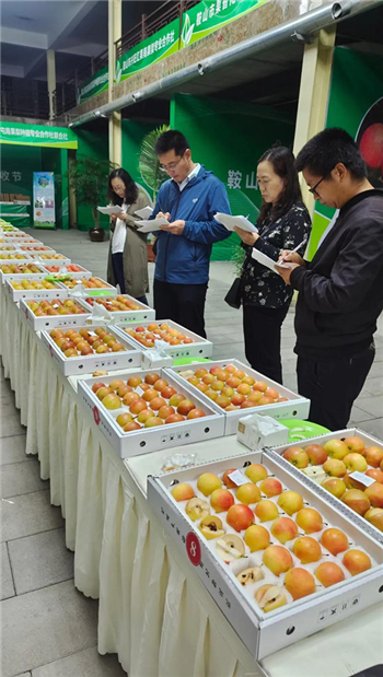 南果梨“打擂” 鞍山六和敬富硒南果梨、老口味南果梨摘金夺银_fororder_南果梨2