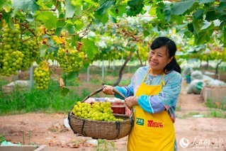 南京农业嘉年华 秋收满畈瓜果香