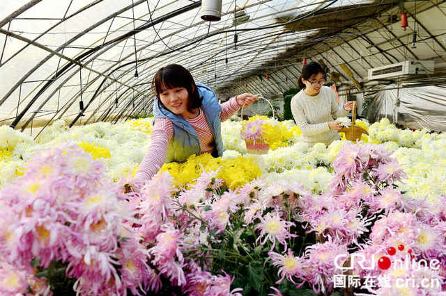 第九届平谷西柏店菊花美食节开幕