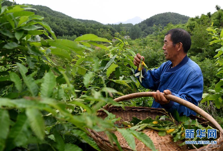 【焦点图】河南鲁山：小小蚕宝宝 致富新门道