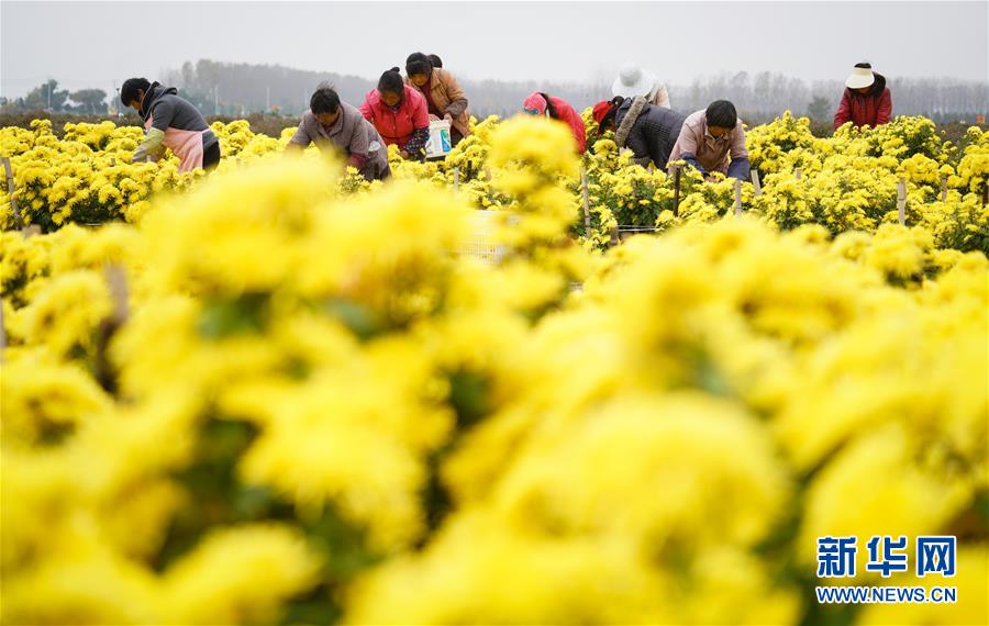 江苏淮安：千亩菊花丰收