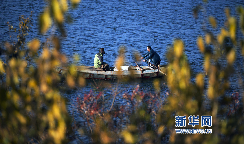 于桥水库防护林初冬景色迷人