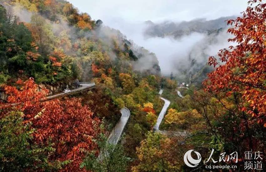 图片默认标题_fororder_盘山公路枫叶环绕，宛如画境。城口交通局供图