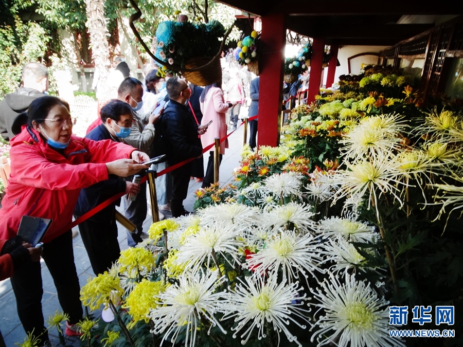 河南开封：菊香迎客来