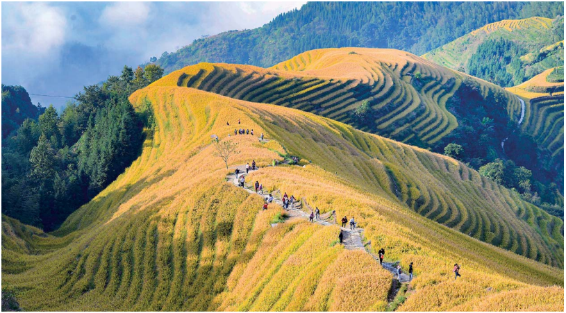 桂林龙胜：同一片田园,不同的“风景”