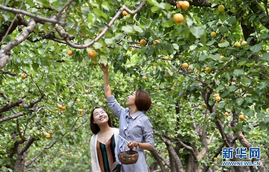 北京平谷：燕山深处红杏香甜