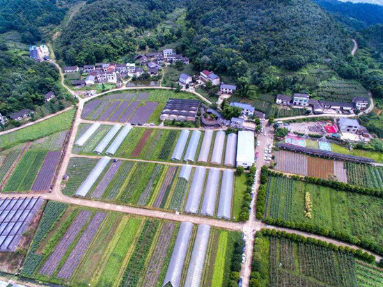 【社会民生】重庆·渝北第二届番茄文化节即将举行