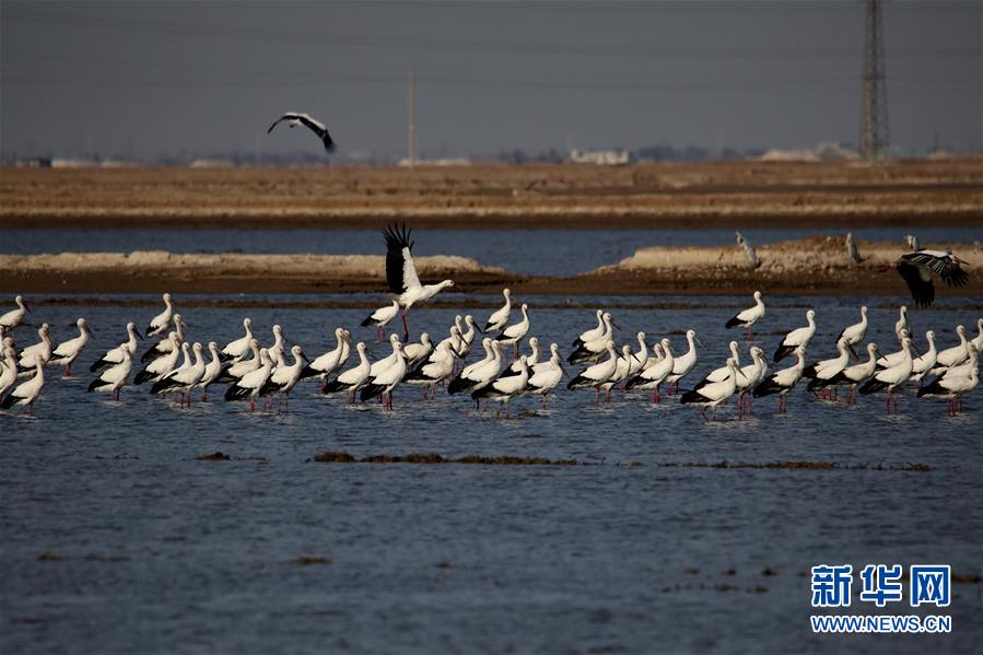 东方白鹳“做客”河北曹妃甸湿地