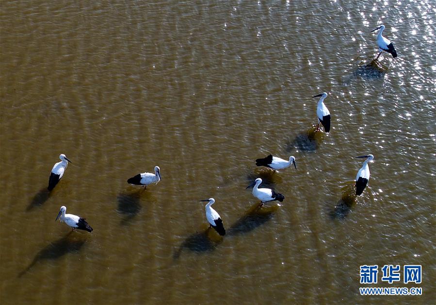 东方白鹳“做客”河北曹妃甸湿地