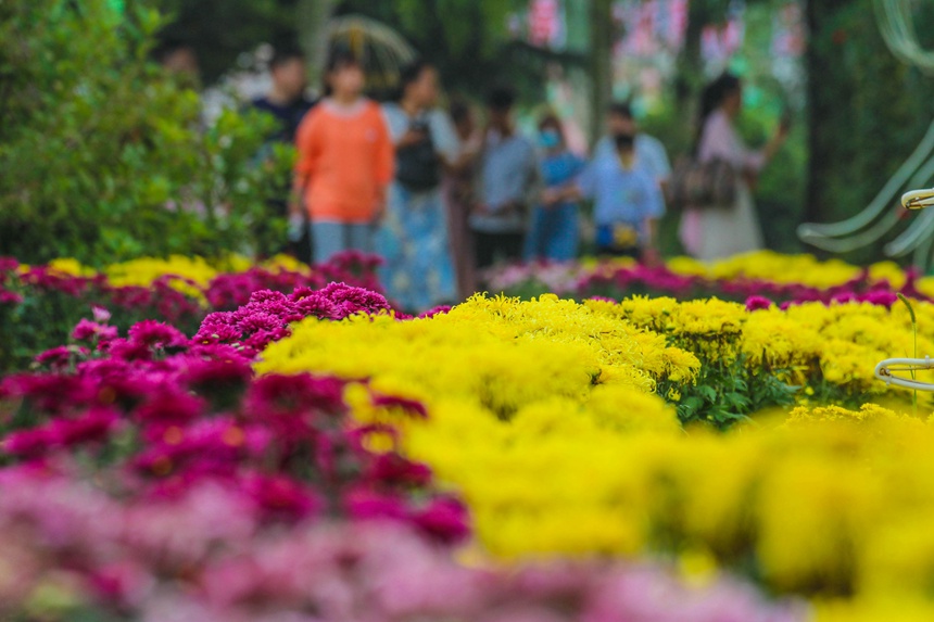 河南南阳：金秋赏菊 乐享假日