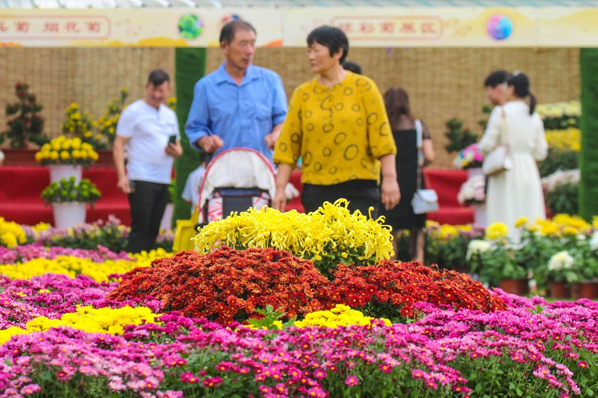 河南南阳：金秋赏菊 乐享假日