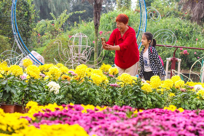 河南南阳：金秋赏菊 乐享假日