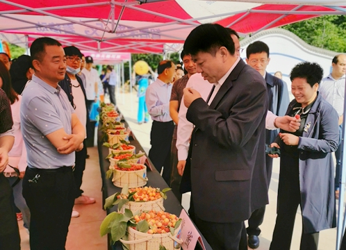 OK【河南在线】河南省义马市东区街道办：大樱桃铺就群众致富路