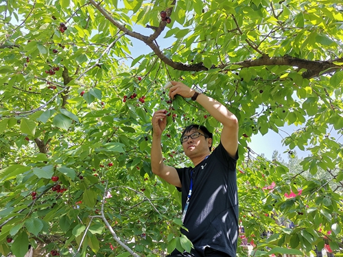 OK【河南在线】河南省义马市东区街道办：大樱桃铺就群众致富路