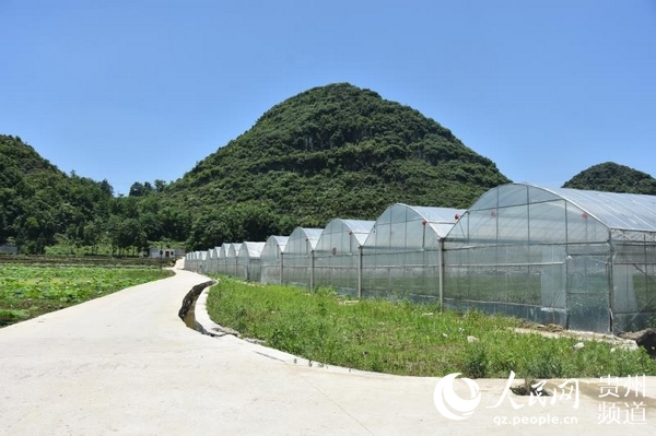 （市州）安顺经开区磊跨村：种下白扇菊 开出“致富花”