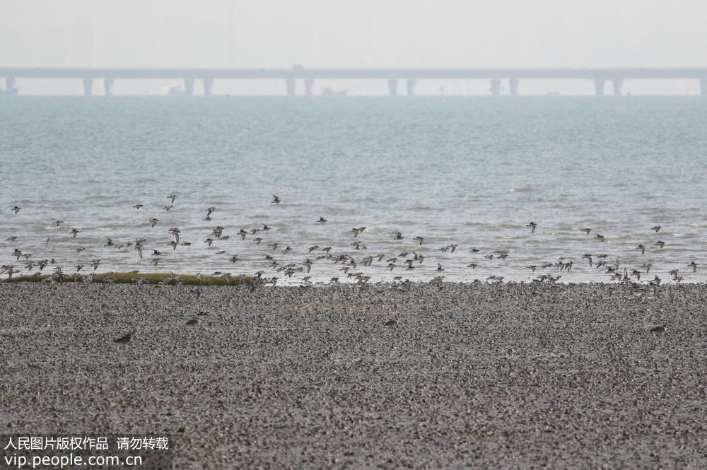 候鸟大军过境青岛 濒危灰鹤现身胶州湾湿地