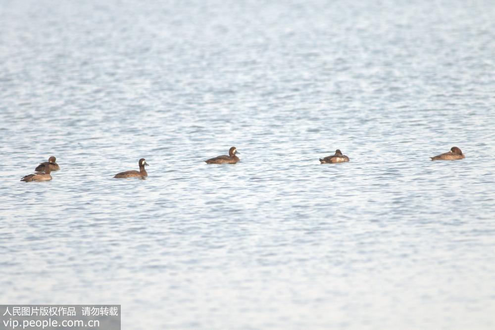 候鸟大军过境青岛 濒危灰鹤现身胶州湾湿地