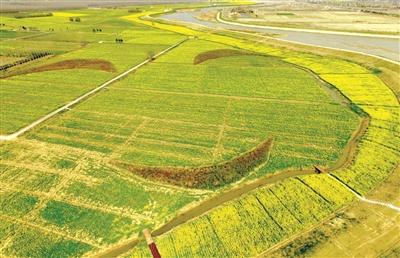 麦田景观频现南京乡间 农田艺术带火乡村旅游