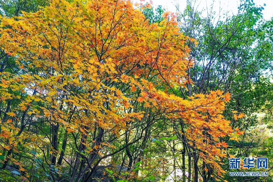 平顶山尧山：晚秋别样美