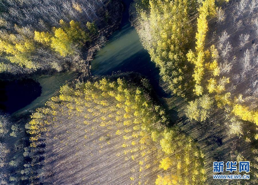 天津：水库防护林美景如画