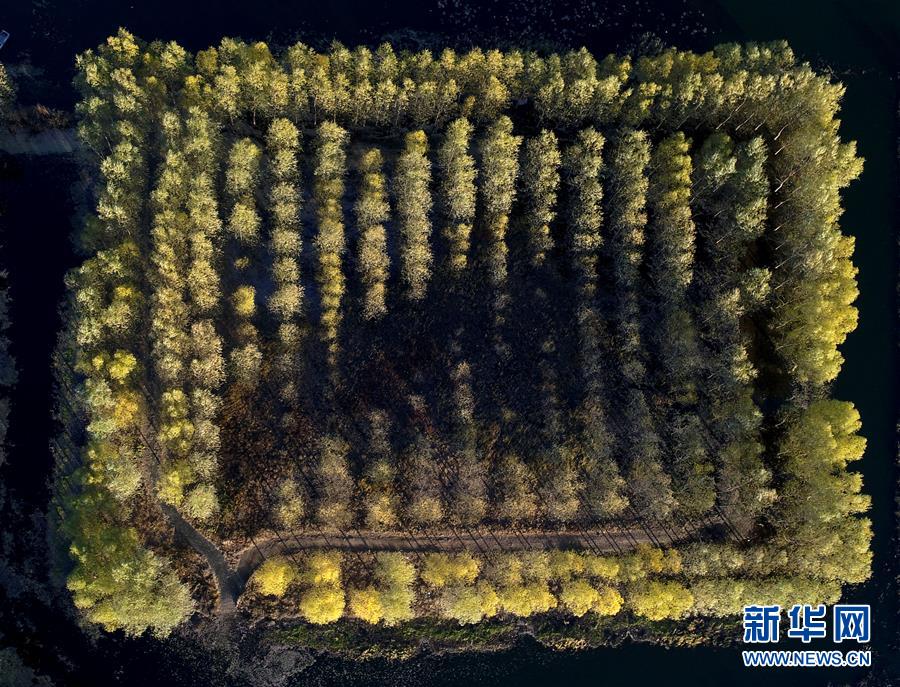 天津：水库防护林美景如画