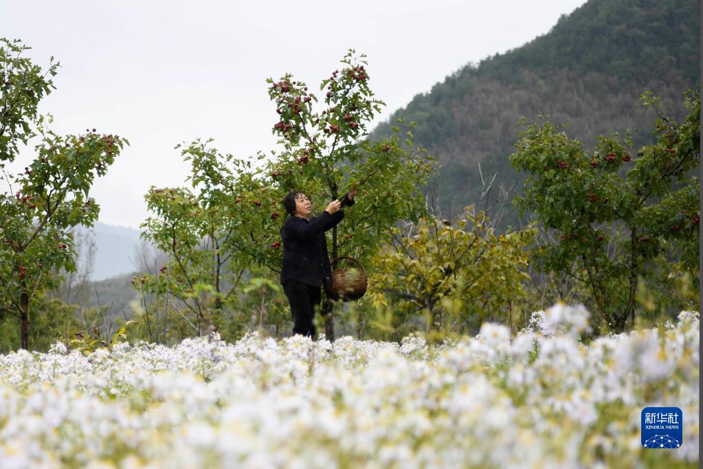 河北兴隆：山楂映红致富路