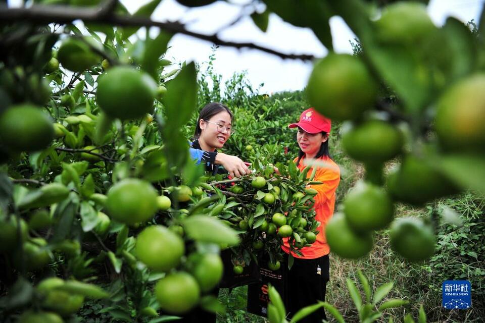 湖北宜昌：小柑橘大产业助农增收