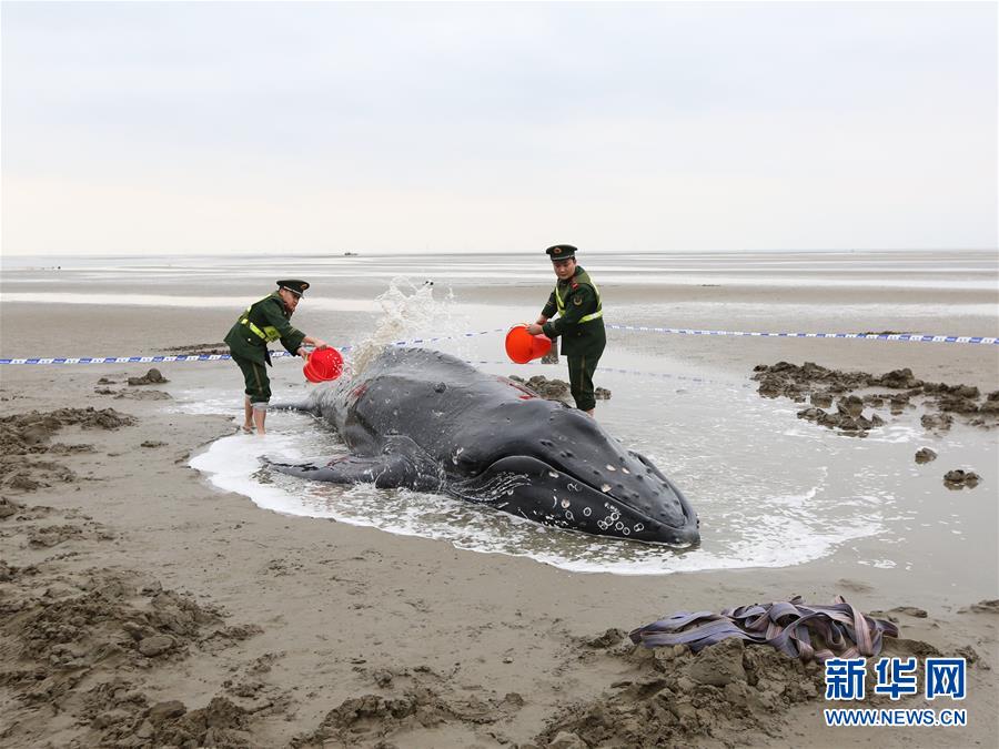 江苏启东：营救搁浅座头鲸