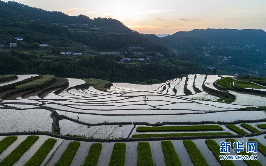 湖北秭归：初夏时节插秧忙