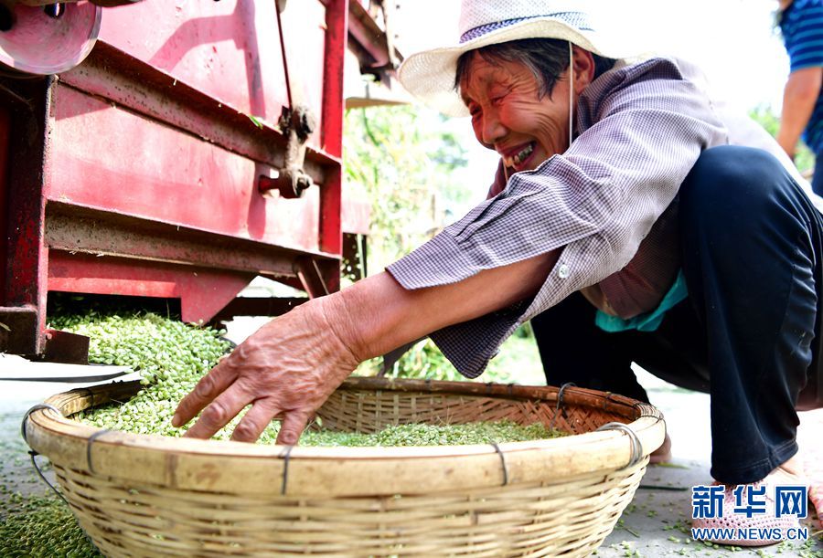 【焦点图-大图】【移动端-轮播图】碾馔：一粒青小麦的“美味”蝶变