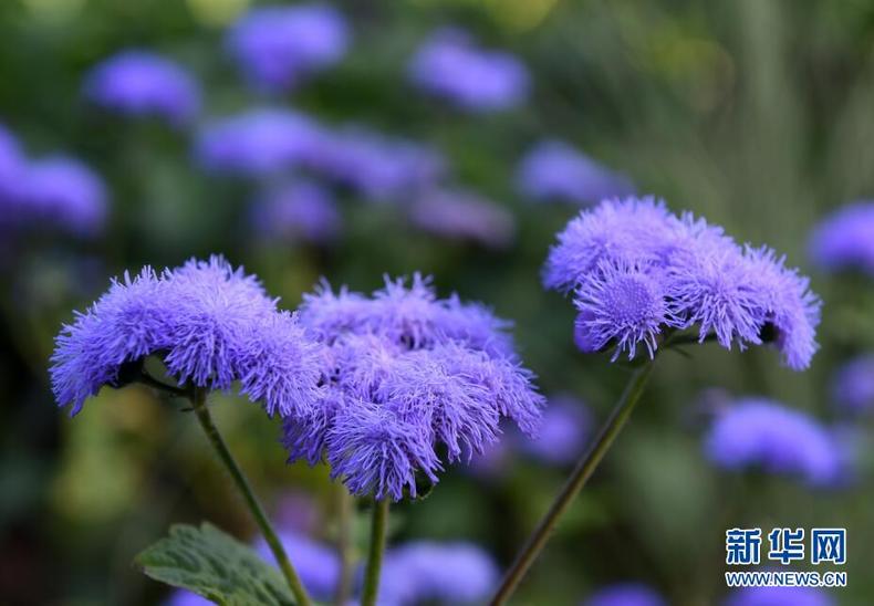 沈阳世博园百花绽放