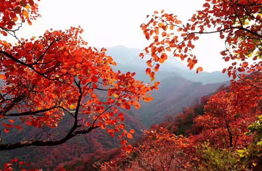 河南巩义长寿山：漫山红遍 层林尽染秋意浓