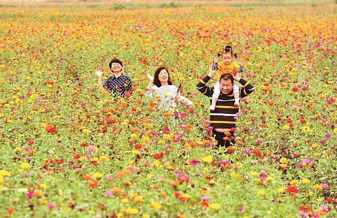 扬州仪征市枣林湾百亩花海：格桑花五彩缤纷争相绽放