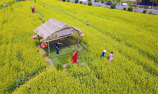 大连金普新区油菜花黄醉游人