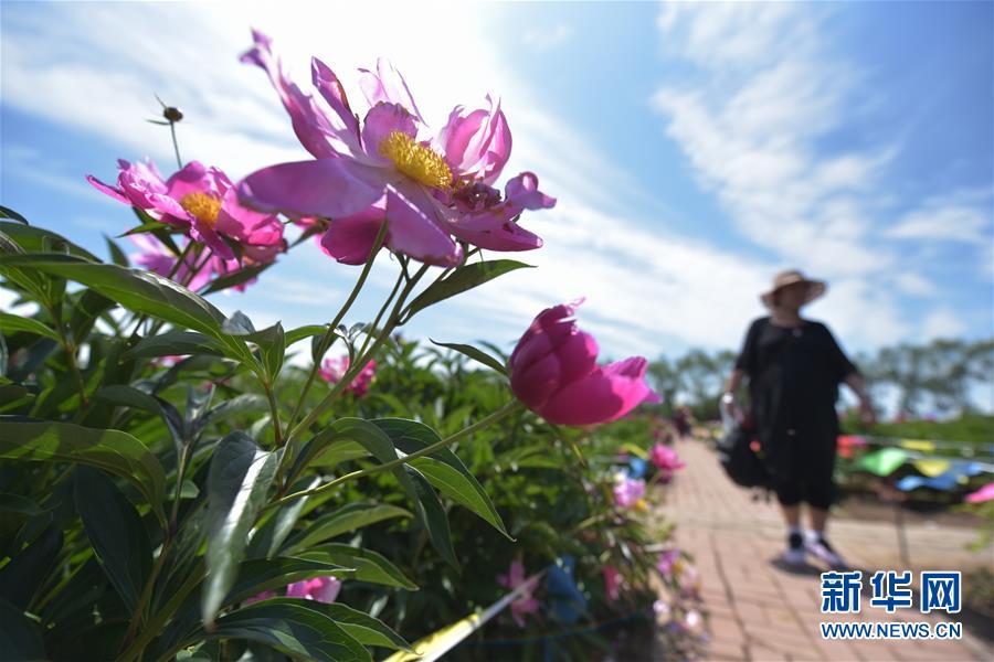 黑龙江牡丹江：芍药芬芳引游人