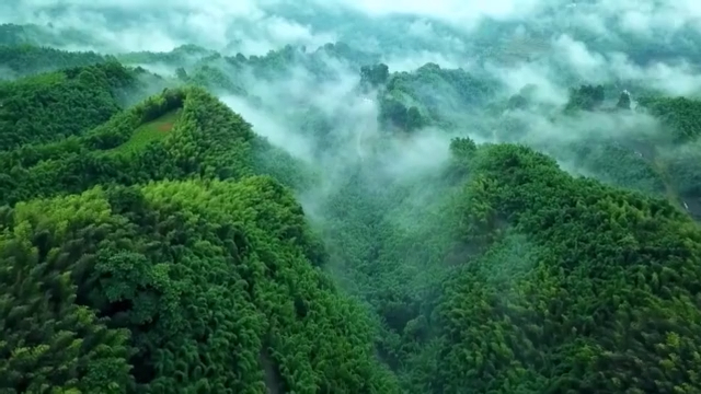 平均每小时一个物种灭绝……生物多样性消失速度加快 如何给地球一个美丽未来？