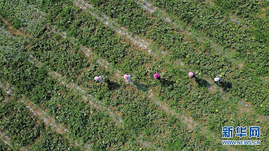 贵州毕节：沙滩西瓜“抢鲜”上市