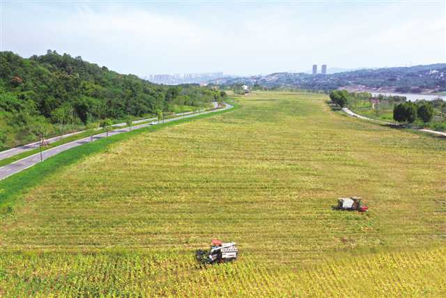 （转载）【城市远洋】重庆主城单块面积最大农田秋收完毕