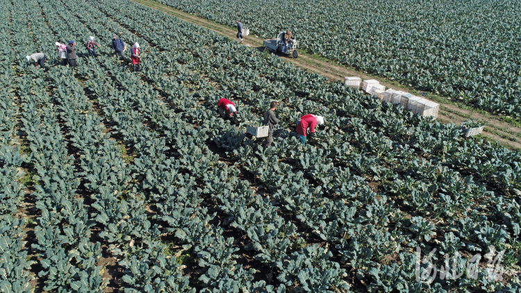 河北滦南：双茬蔬菜促增收