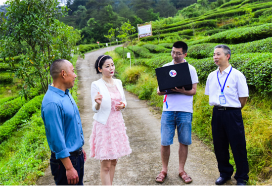 福建武夷山首秀“5G云赏茶” 中国电信智慧生态茶园添亮色