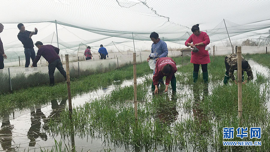 湖北孝南：秋冬可赏莲 农旅融合呈现新气象