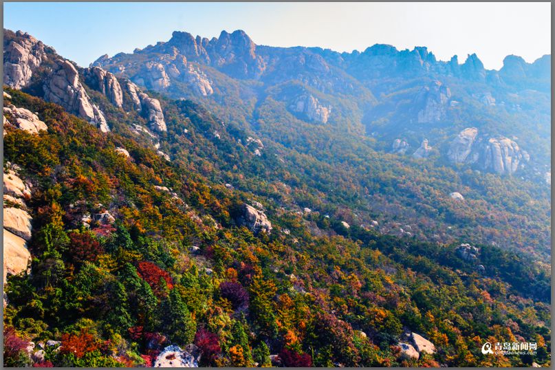 青岛：彩叶模式初迎高潮 周末去巨峰看五花山