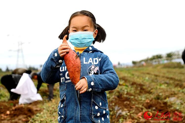 河北灵寿：红薯喜获丰收