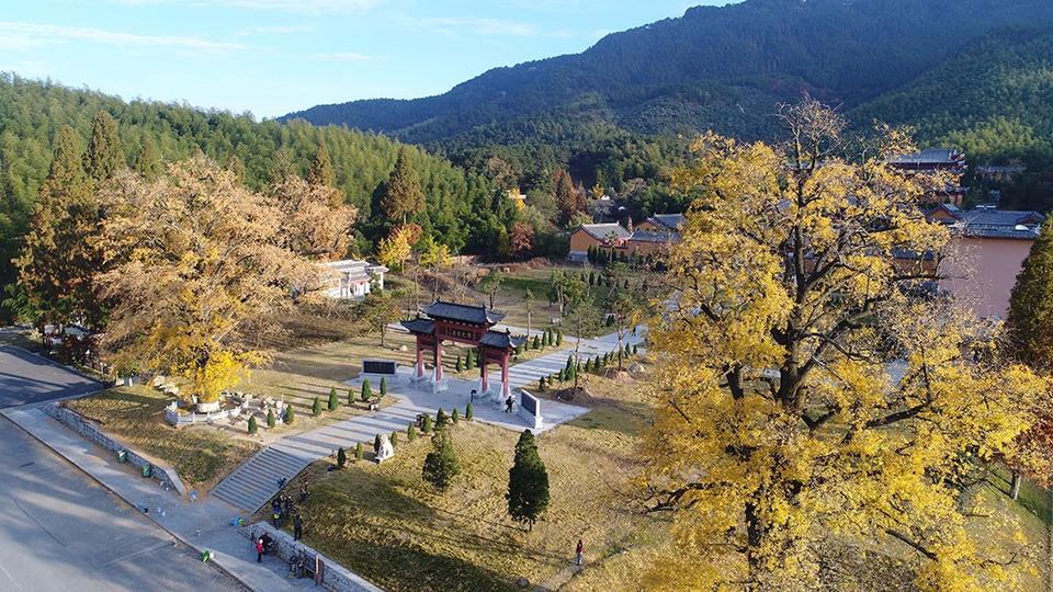 河南省商城县：黄柏山法眼寺千年银杏满金黄