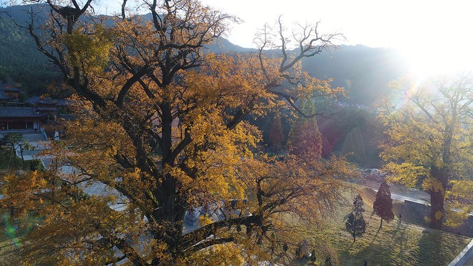 河南省商城县：黄柏山法眼寺千年银杏满金黄