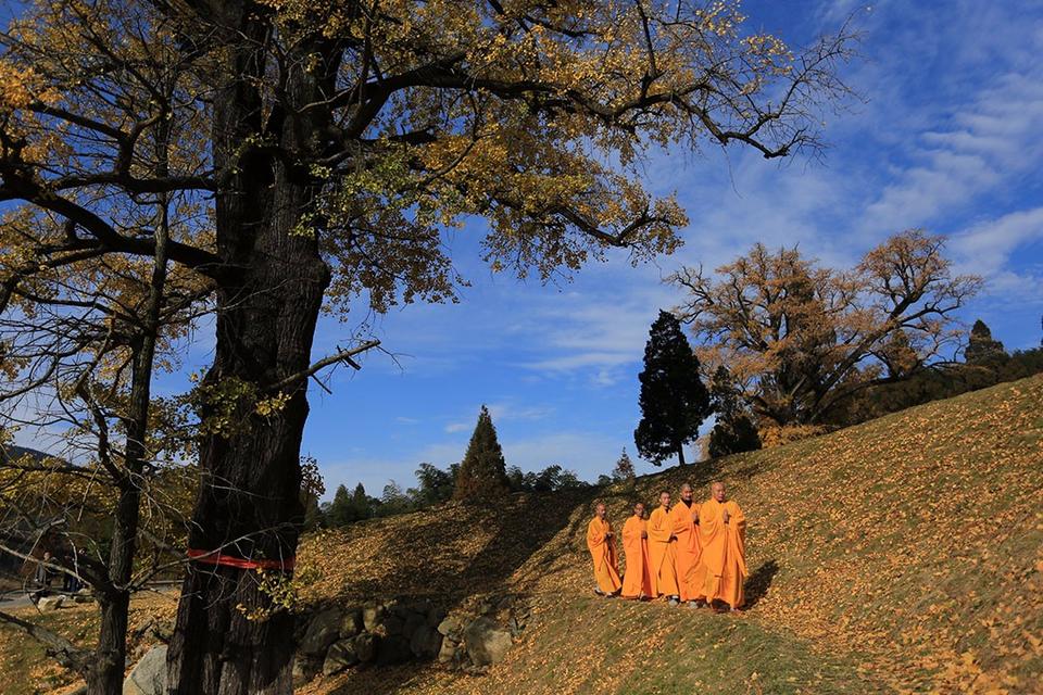 河南省商城县：黄柏山法眼寺千年银杏满金黄