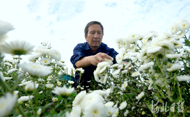 河北平乡：种植杭白菊 满地“致富花”