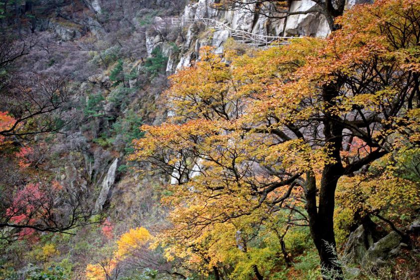 领略“中原独秀” 河南尧山红叶节开幕