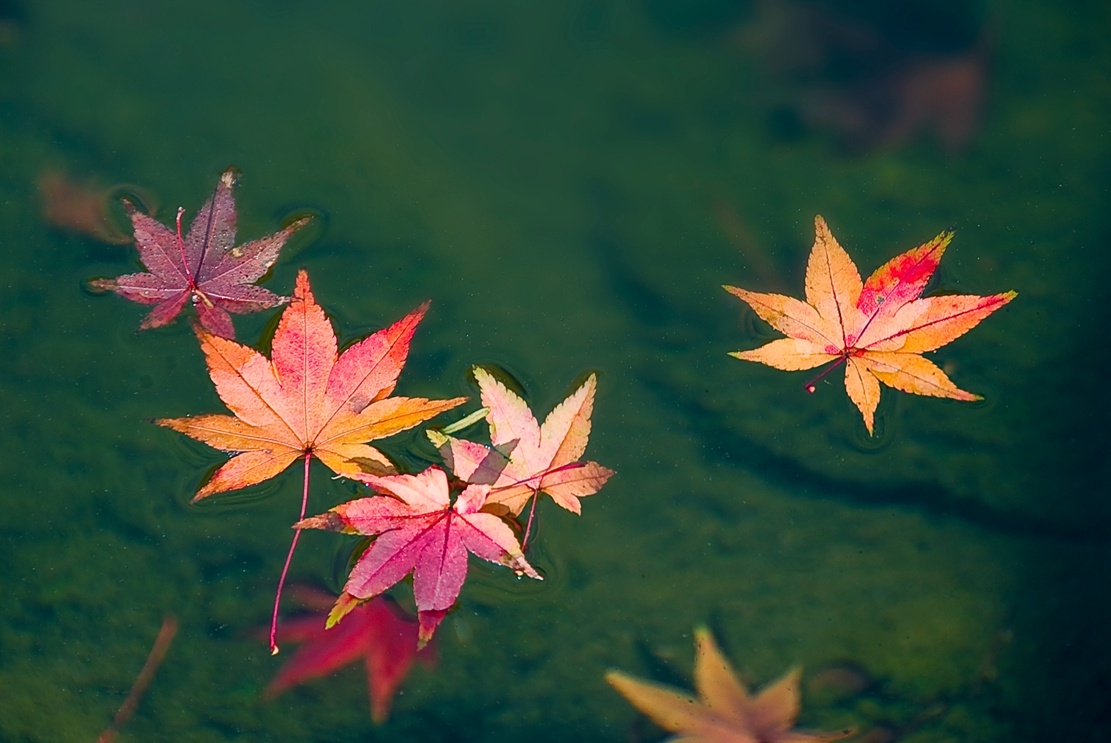 扬州：清风吹红叶 古城秋意浓